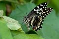 104 Afrikanischer Schwalbenschwanz - Papilio demedocus